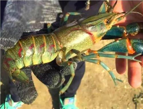 漂浮魚飼料生產機械整線